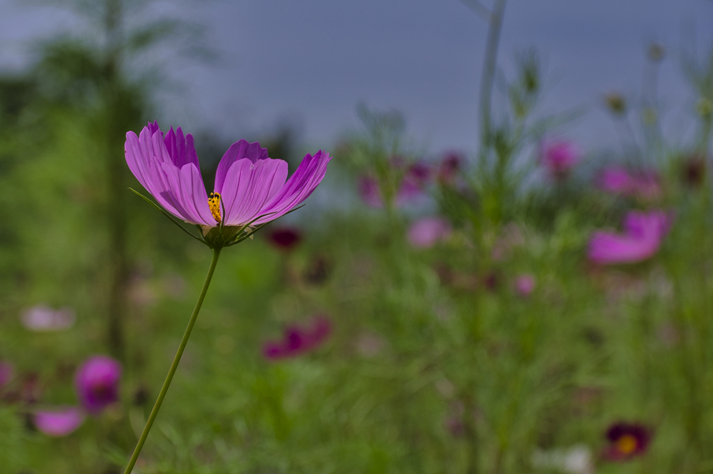 桃色の花