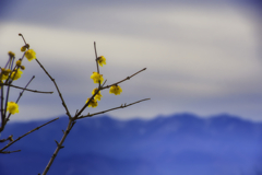 花と山