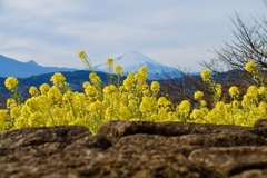 菜の花とバックに映る富士山