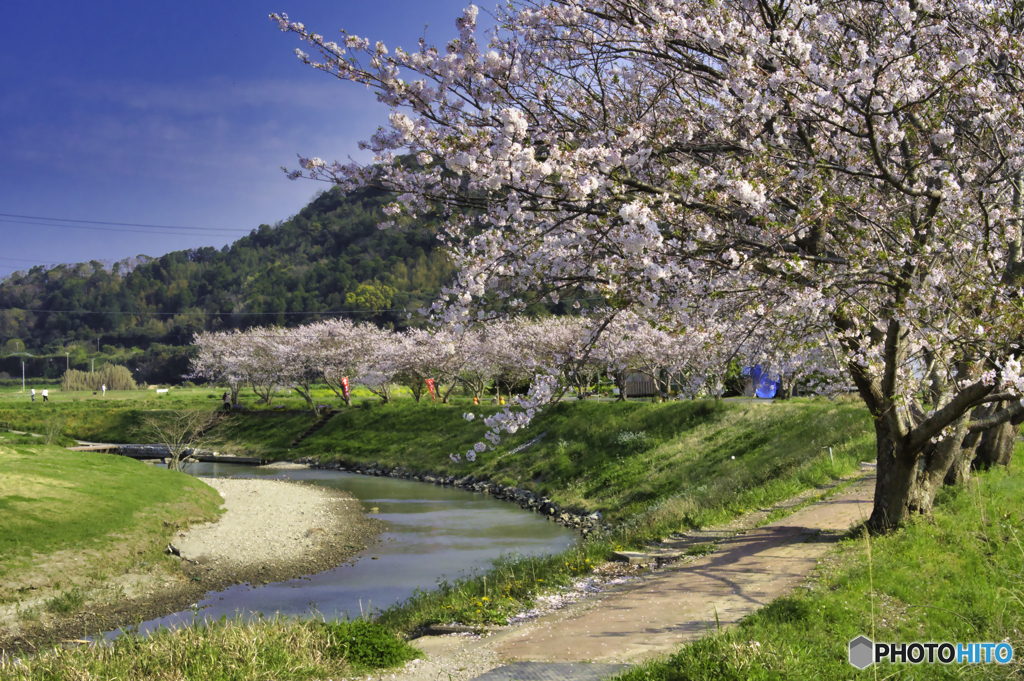 南房総の桜3