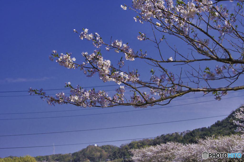 南房総の桜2