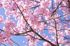 河津桜_千葉公園5