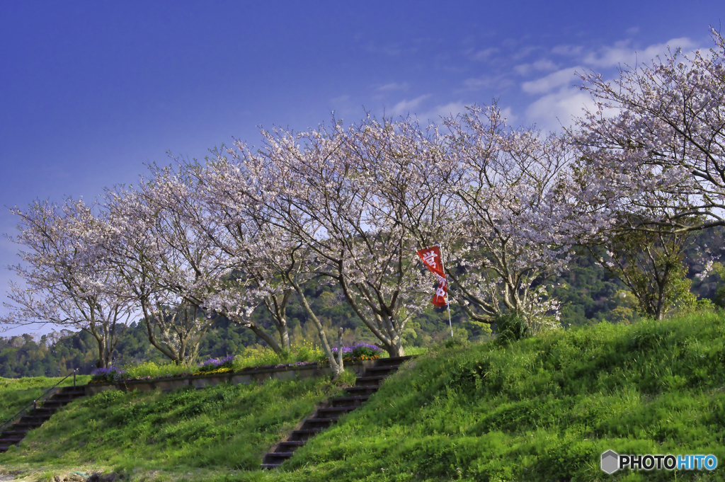 南房総の桜4