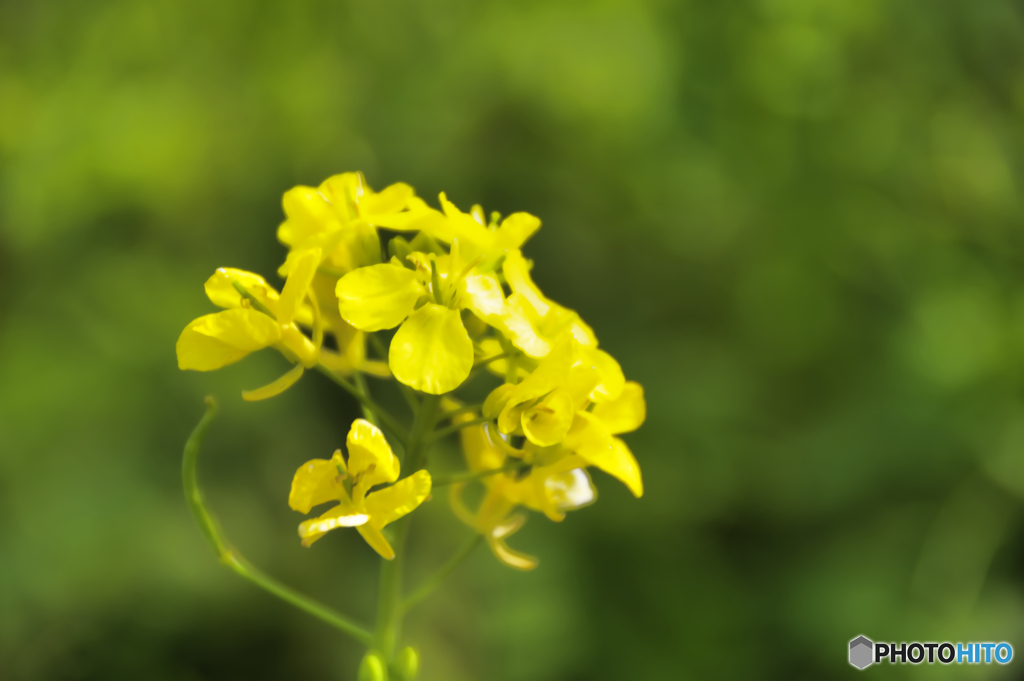 菜の花