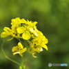 菜の花