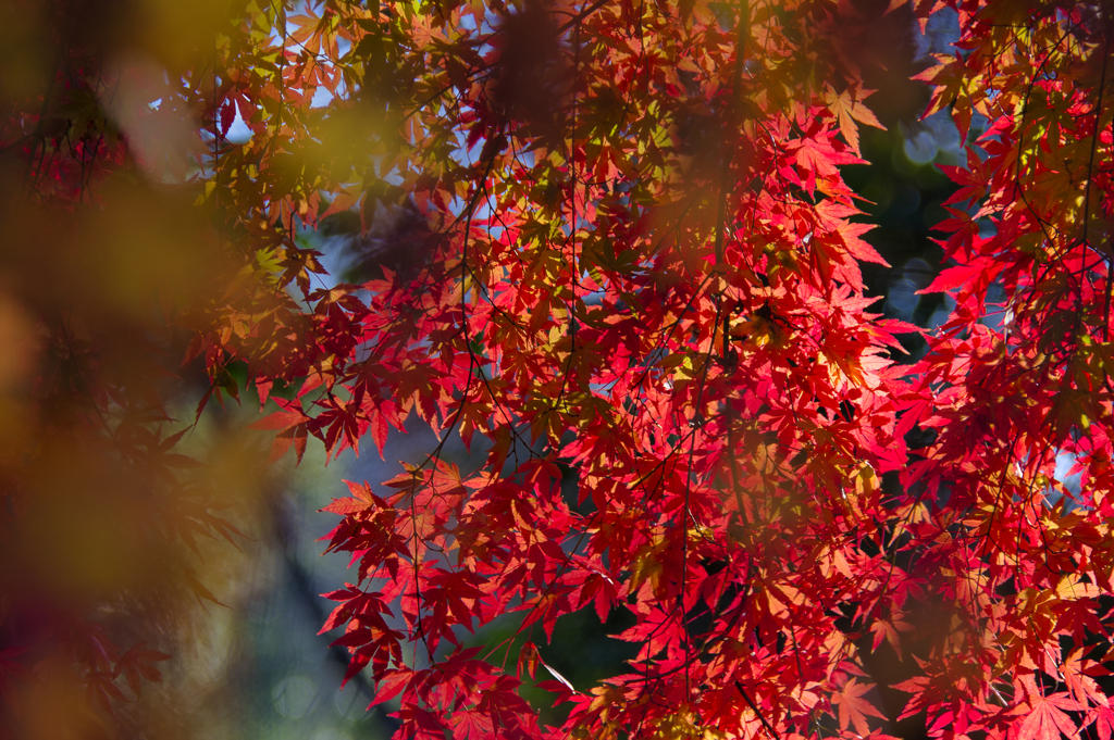 紅色のカーテン