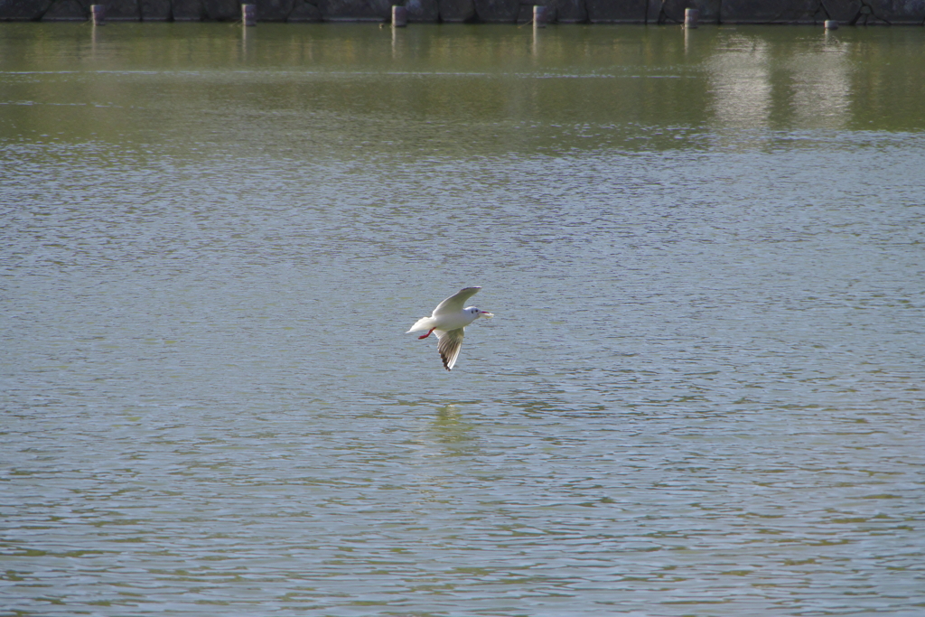 何か咥えてる鳥