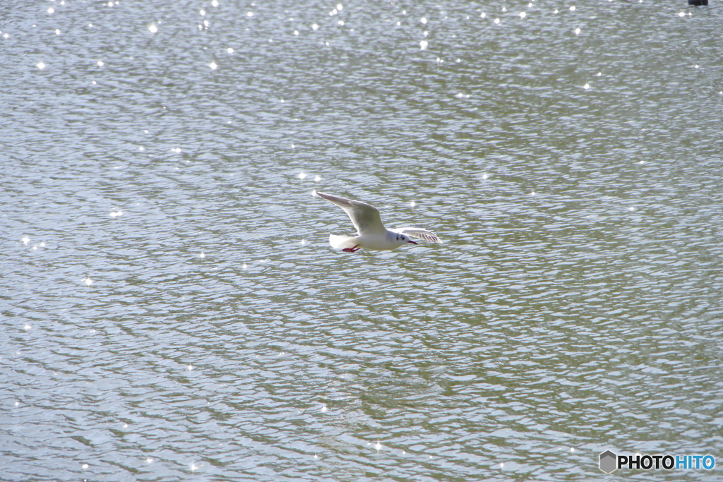 鳥が飛ぶ2