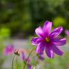 花2