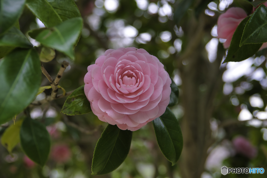 花1