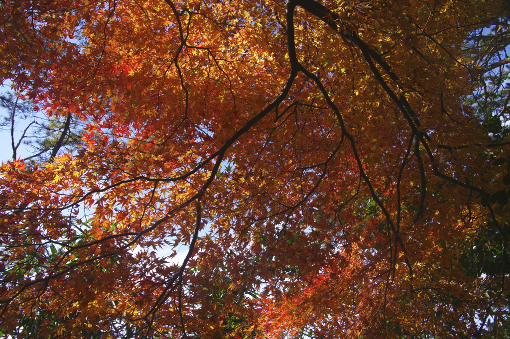 眼界に広がる紅葉