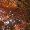 眼界に広がる紅葉