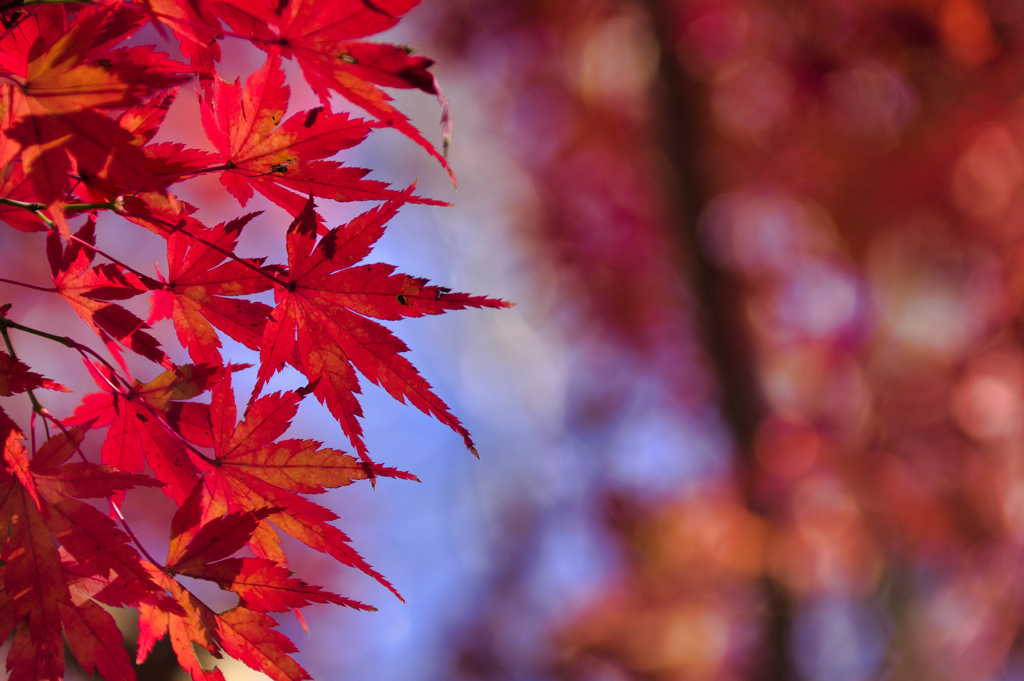 秋が織りなす紅の世界