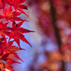 秋が織りなす紅の世界