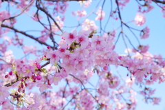 河津桜_千葉公園1