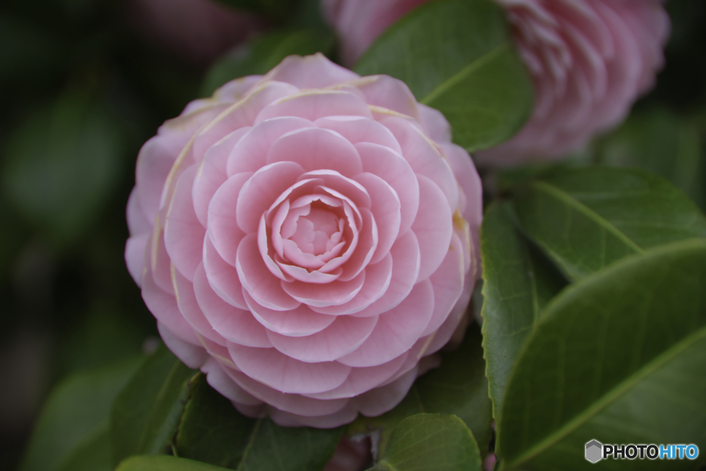花2