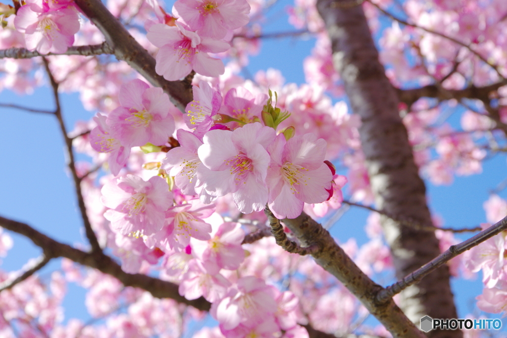 河津桜_千葉公園4