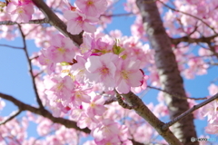 河津桜_千葉公園4