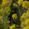 菜の花1