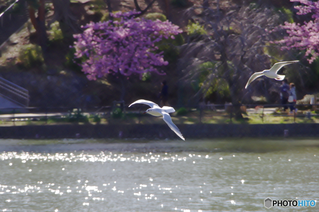 追いかけっこする鳥