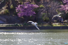 追いかけっこする鳥