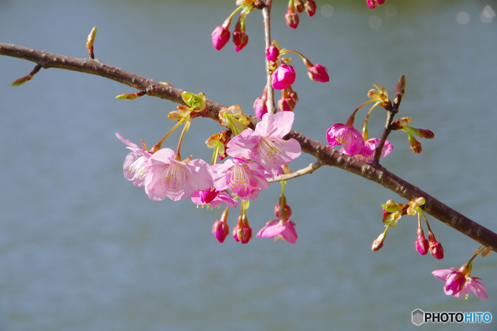 河津桜_千葉公園3