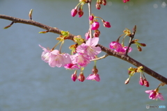 河津桜_千葉公園3