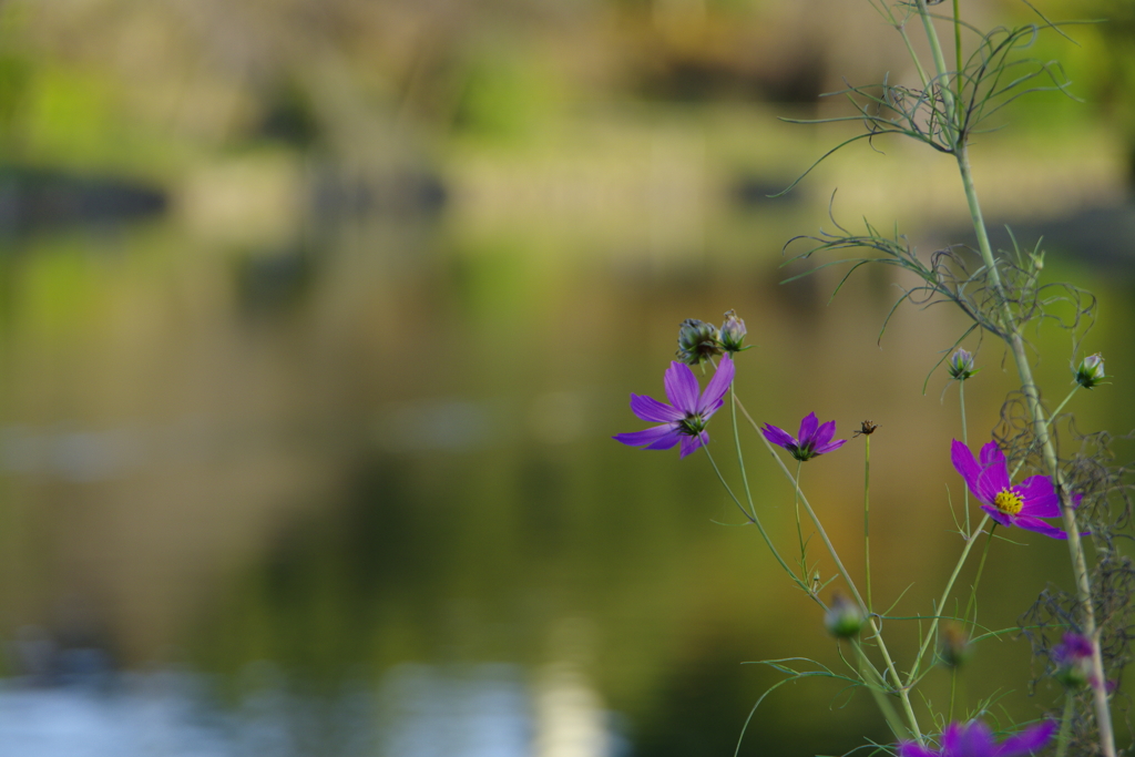 花