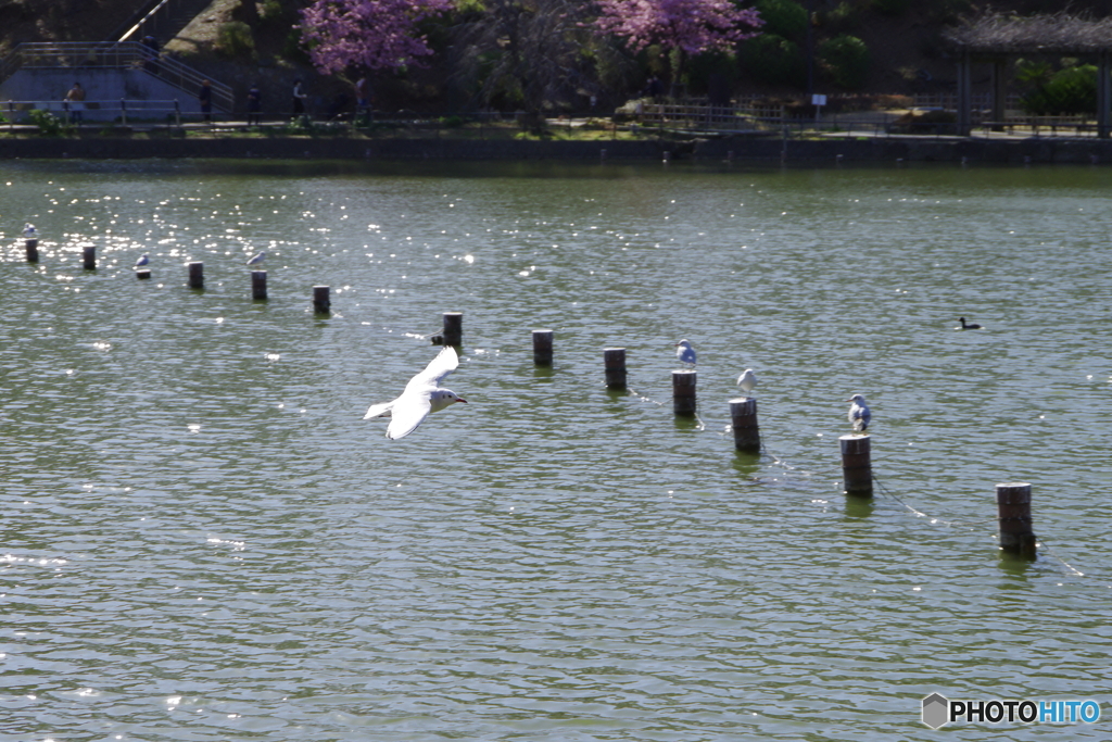 鳥が飛ぶ1