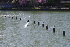 鳥が飛ぶ1