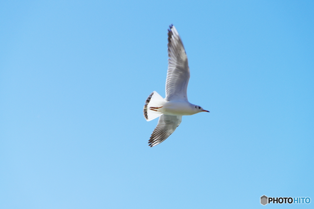 青空を飛ぶ鳥