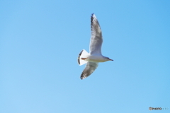 青空を飛ぶ鳥