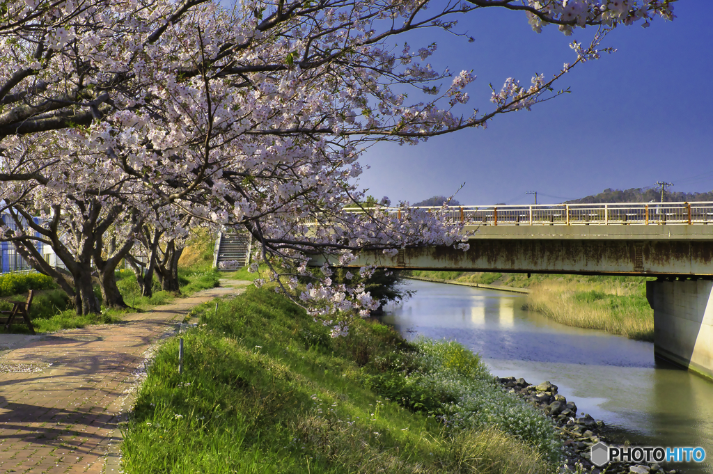 南房総の桜1