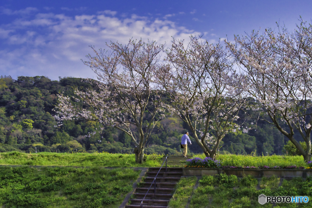 南房総の桜5