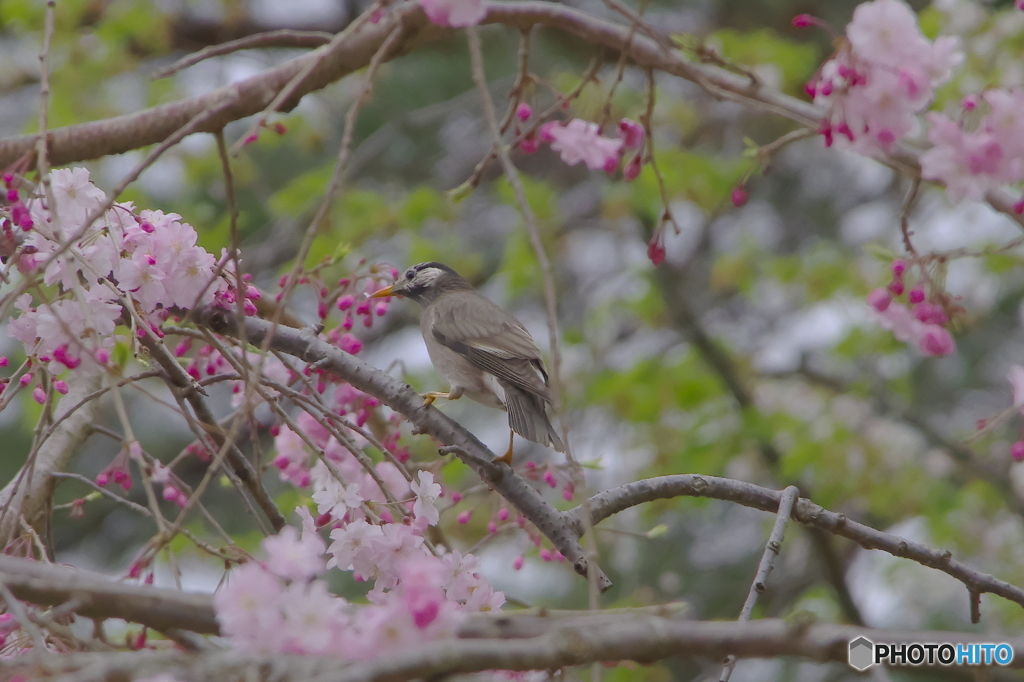 桜と鳥