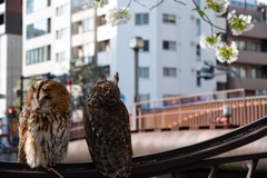 街と猛禽