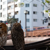 街と猛禽