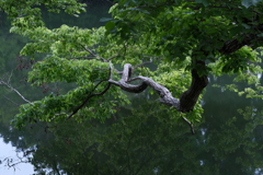 踏ん張り枝