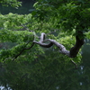 踏ん張り枝