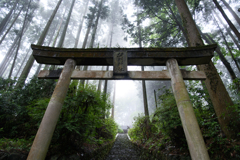 霧の森