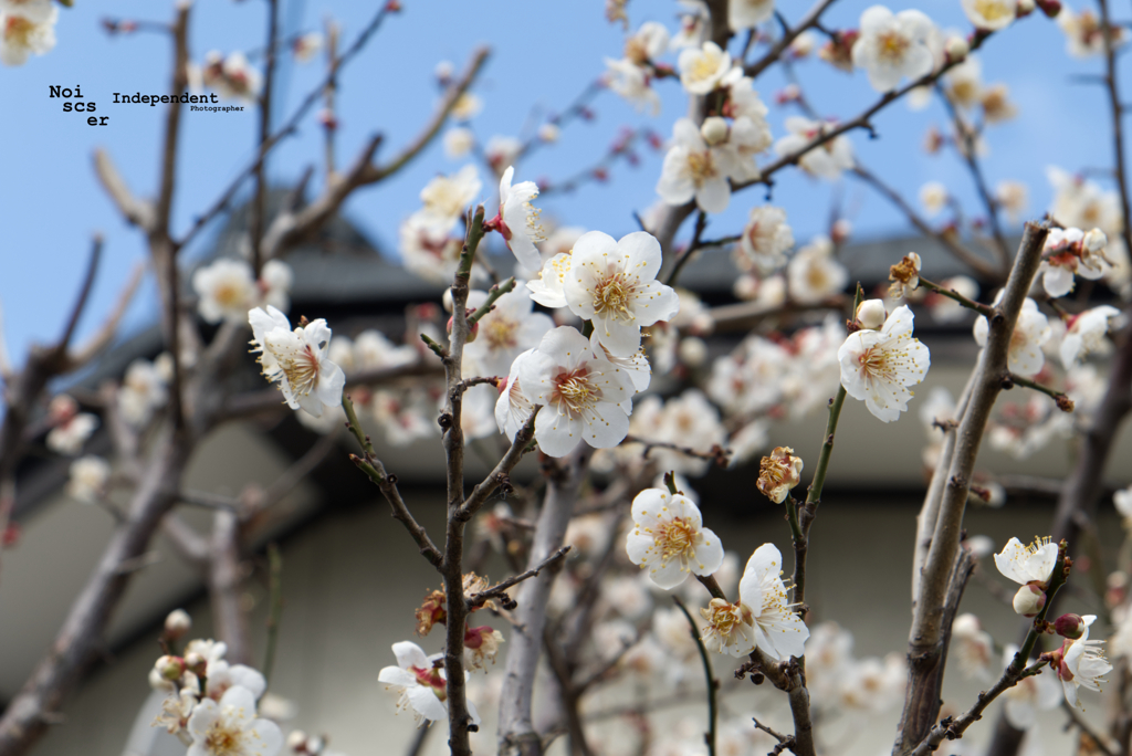 Sakura in the house Japanese style