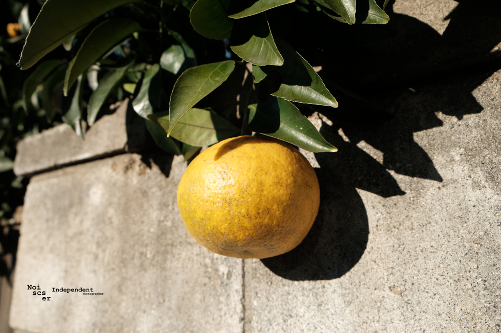 Grapefruit in front of the wall 誰のわかんない