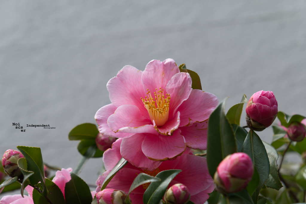 Pink Flower blossom at french