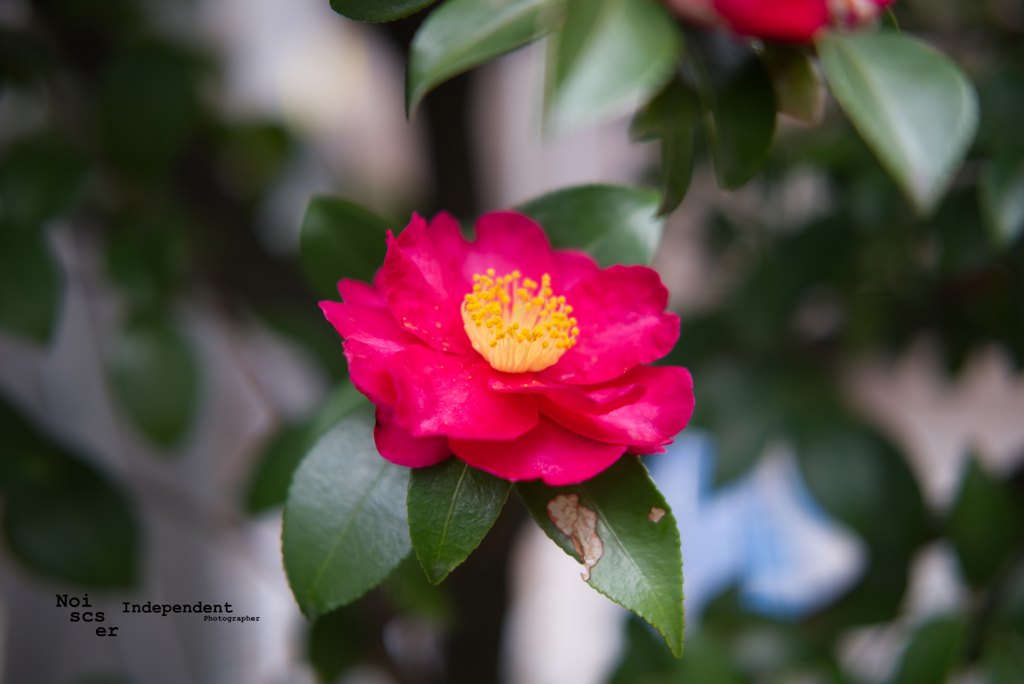 Pink Flower 