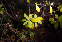 the winter flower in warm light