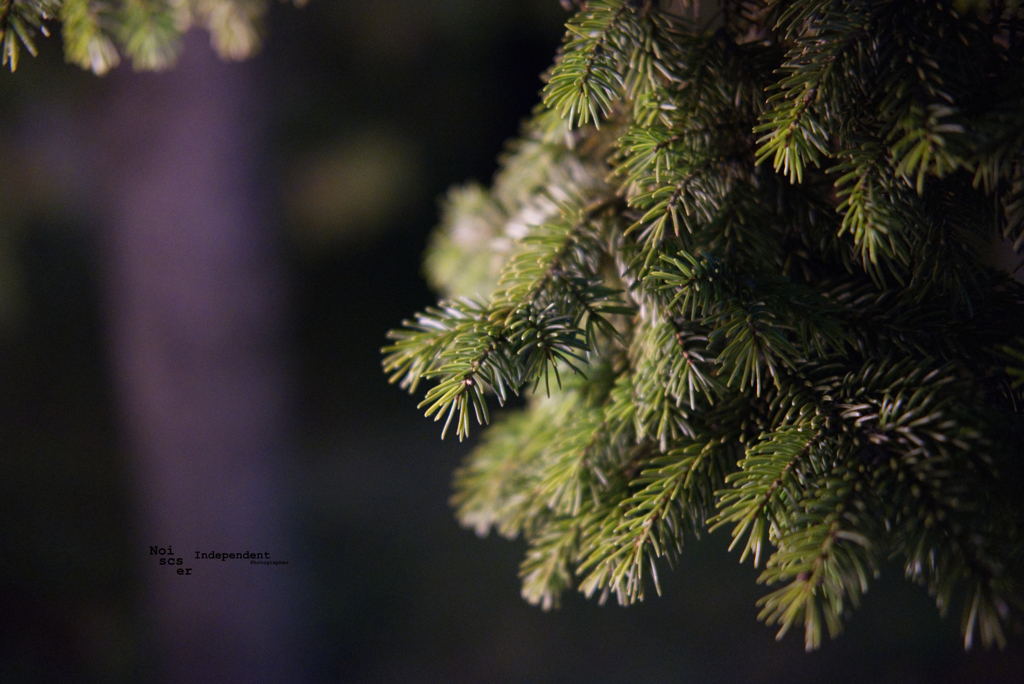 The winter tree in warm light