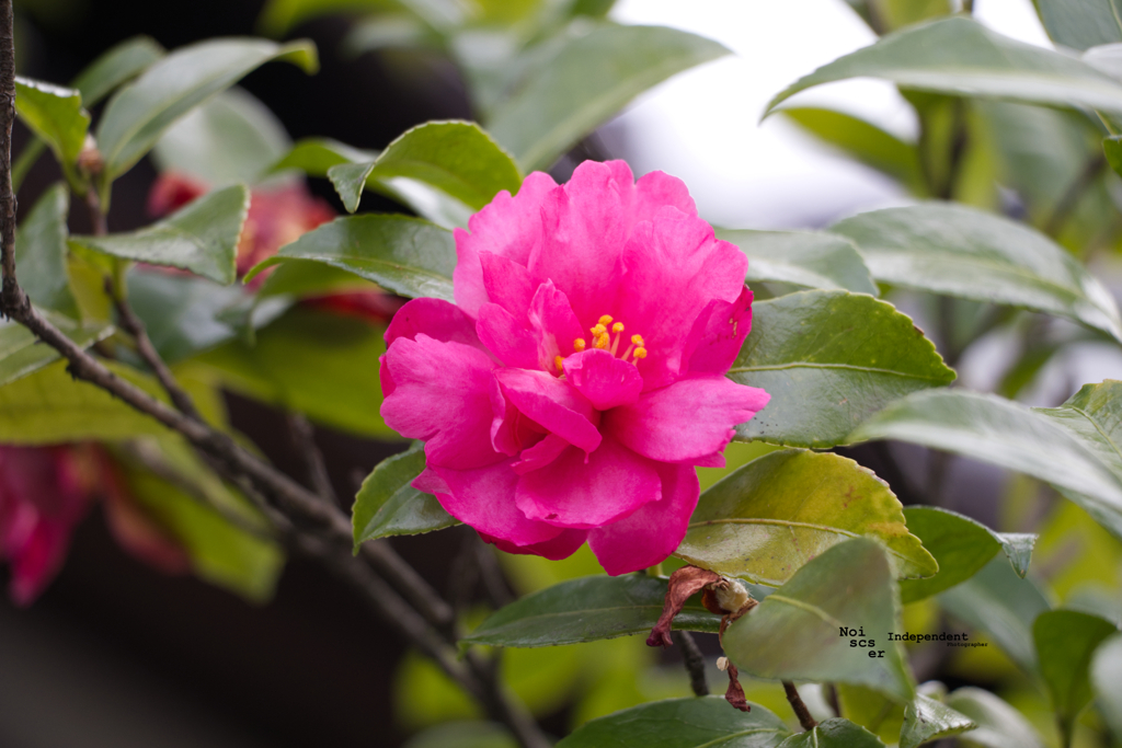 Pink Flower