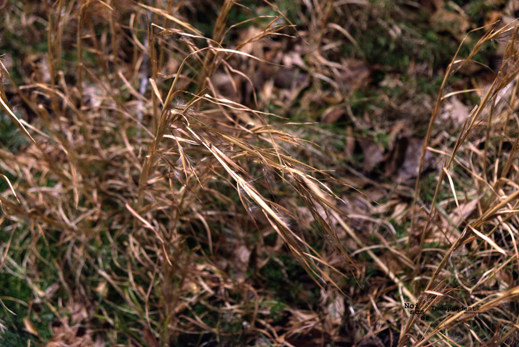 Brown grass