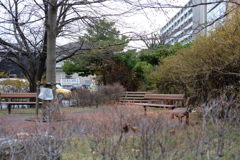 近い公園