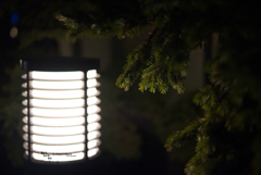 Lantern and the winter tree